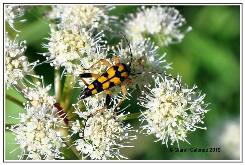 Leptura quadrifasciata Cerambycidae? No, Rutpela maculata, maschio